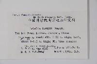 江南山梗菜藏品圖，第2張