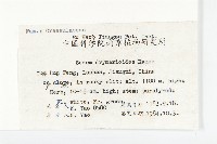 大葉火焰草藏品圖，第2張