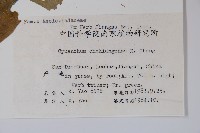 蔓剪草藏品圖，第2張