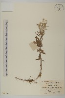 香青藏品圖，第1張