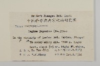 瓜槌草、漆姑草藏品圖，第2張