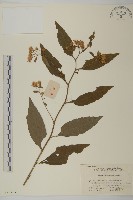 山白蘭藏品圖，第1張