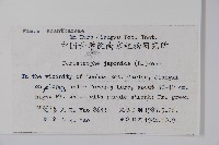 九頭獅子草藏品圖，第2張