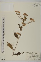 微糙三脈紫菀藏品圖，第1張