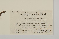 微糙三脈紫菀藏品圖，第2張