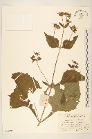 豨簽藏品圖，第1張