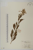 加拿大蓬藏品圖，第1張