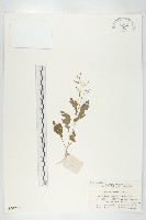 葶藶藏品圖，第1張