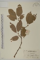 哥蘭葉藏品圖，第1張