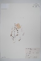 附地菜藏品圖，第1張