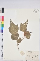 野桐藏品圖，第1張