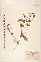 齒緣苦實藏品圖，第1張