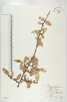 胡頹子藏品圖，第1張