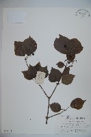 黑果莢迷藏品圖，第1張