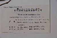 黑果莢迷藏品圖，第2張