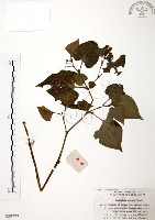 臭腥草、蕺菜藏品圖，第1張