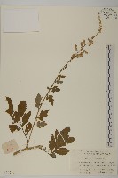 角菜、珍珠菜藏品圖，第1張