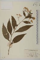 山白蘭藏品圖，第1張