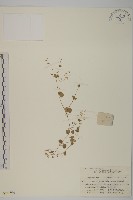 荷蓮豆藏品圖，第1張