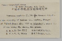 荷蓮豆藏品圖，第2張