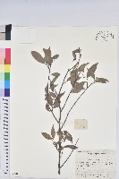 日本五月茶、南投五月茶藏品圖，第1張