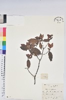 馬銀花藏品圖，第1張