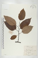 浙江柿藏品圖，第1張