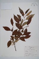 小葉獼猴桃藏品圖，第1張