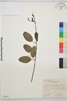 脫毛大葉勾兒菜藏品圖，第1張