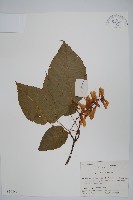 青榨槭藏品圖，第1張