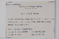 青榨槭藏品圖，第2張