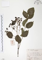 灰色木藍藏品圖，第1張