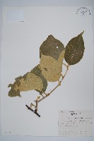 毛花楊桃藏品圖，第1張