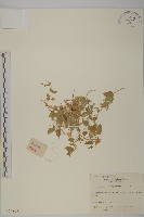 牛繁縷藏品圖，第1張