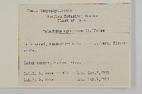 牛繁縷藏品圖，第2張