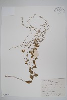 附地菜藏品圖，第1張