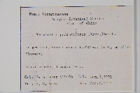 附地菜藏品圖，第2張