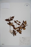 松田氏莢迷、宜昌莢迷藏品圖，第1張