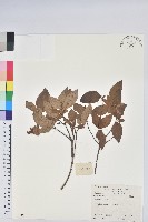 唐杜鵑、大屯杜鵑、中原氏杜鵑藏品圖，第1張