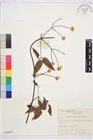 山木通藏品圖，第1張