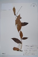 紫花絡石藏品圖，第1張