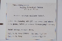 紫花絡石藏品圖，第2張