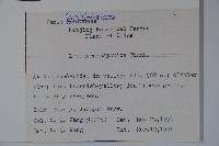 忍冬、金銀花藏品圖，第2張