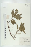 禿瓣杜英藏品圖，第1張