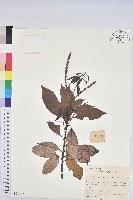 子彈石櫟藏品圖，第1張