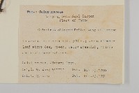 窄葉南蛇藤藏品圖，第2張