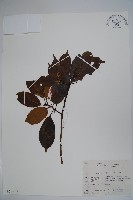 香冬青藏品圖，第1張