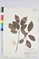 白木烏臼藏品圖，第1張