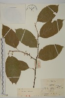 哥蘭葉藏品圖，第1張