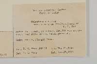 哥蘭葉藏品圖，第2張